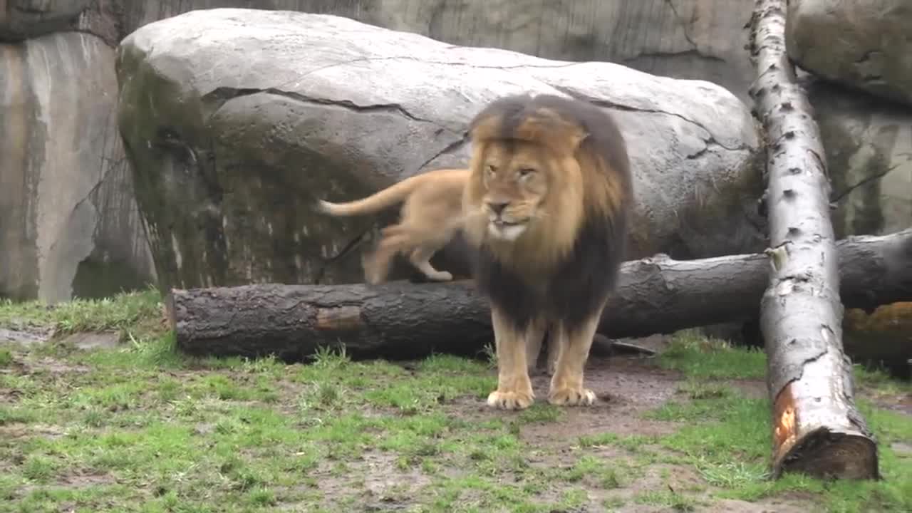 Lion cubs meet dad