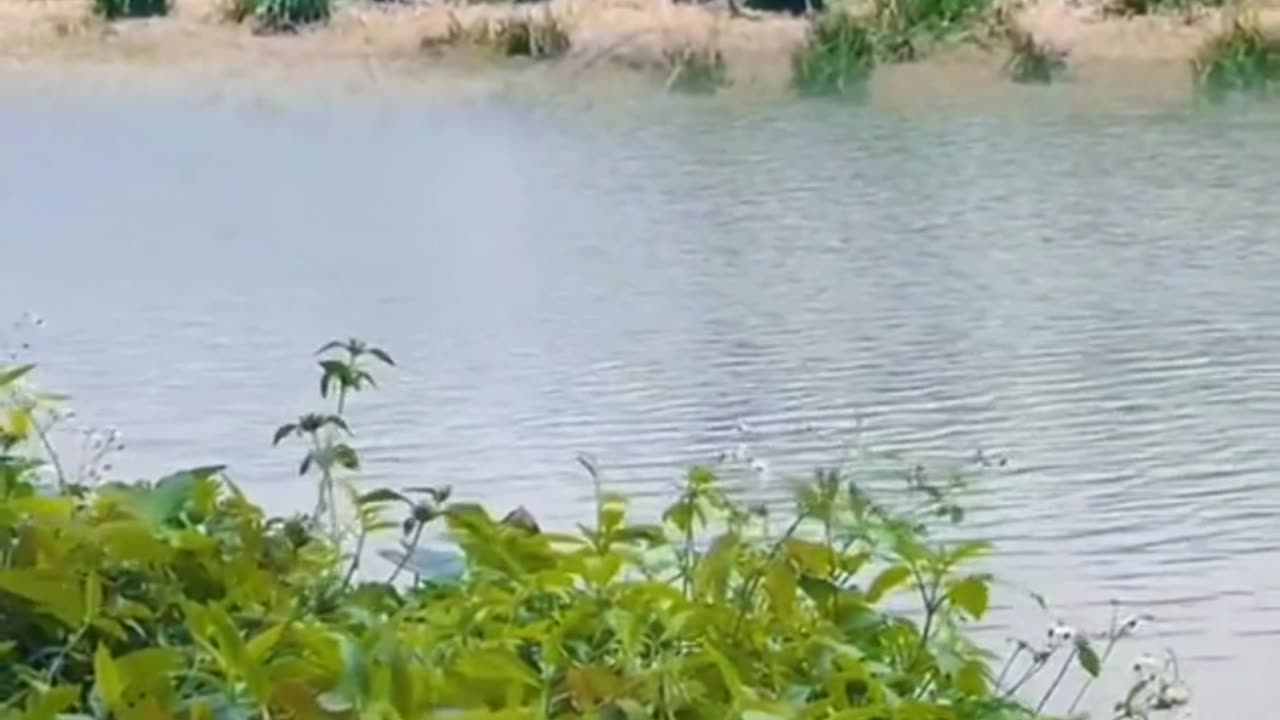 Cute Lion🐆having fun on buffalo trampoline