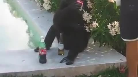 Monkey drinking beer and smoking