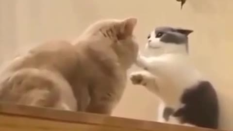 Russian Two Cat's Fighting