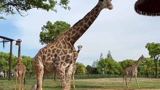 giraffes