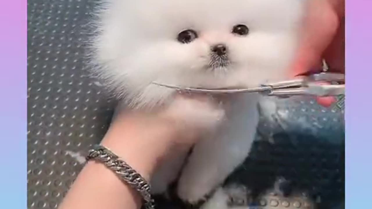 Cute baby dog Most beautiful dog