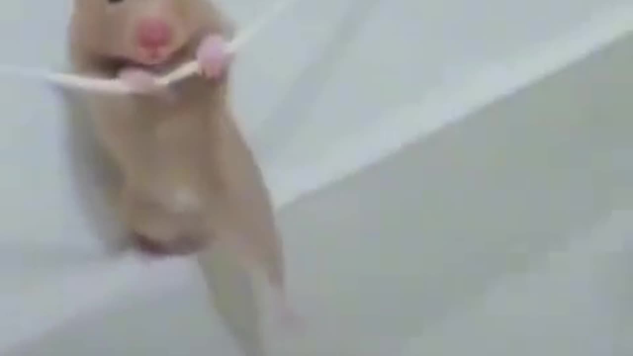 Funny video