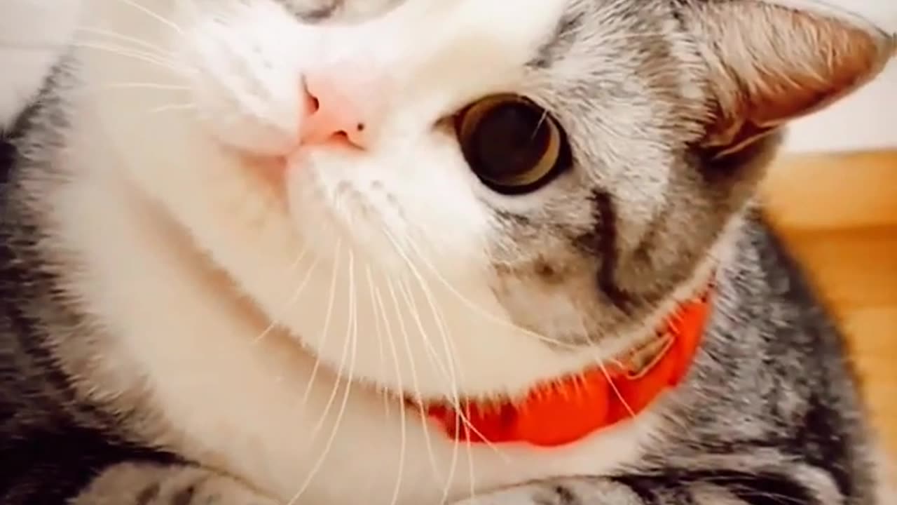 Cat Funny Reaction - Funny Animals Compilation Videos 2023 - Animals Funny Videos #shorts #animals