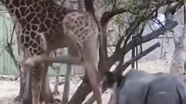 Funny Wrestling Between a Rhinoceros and a Giraffe