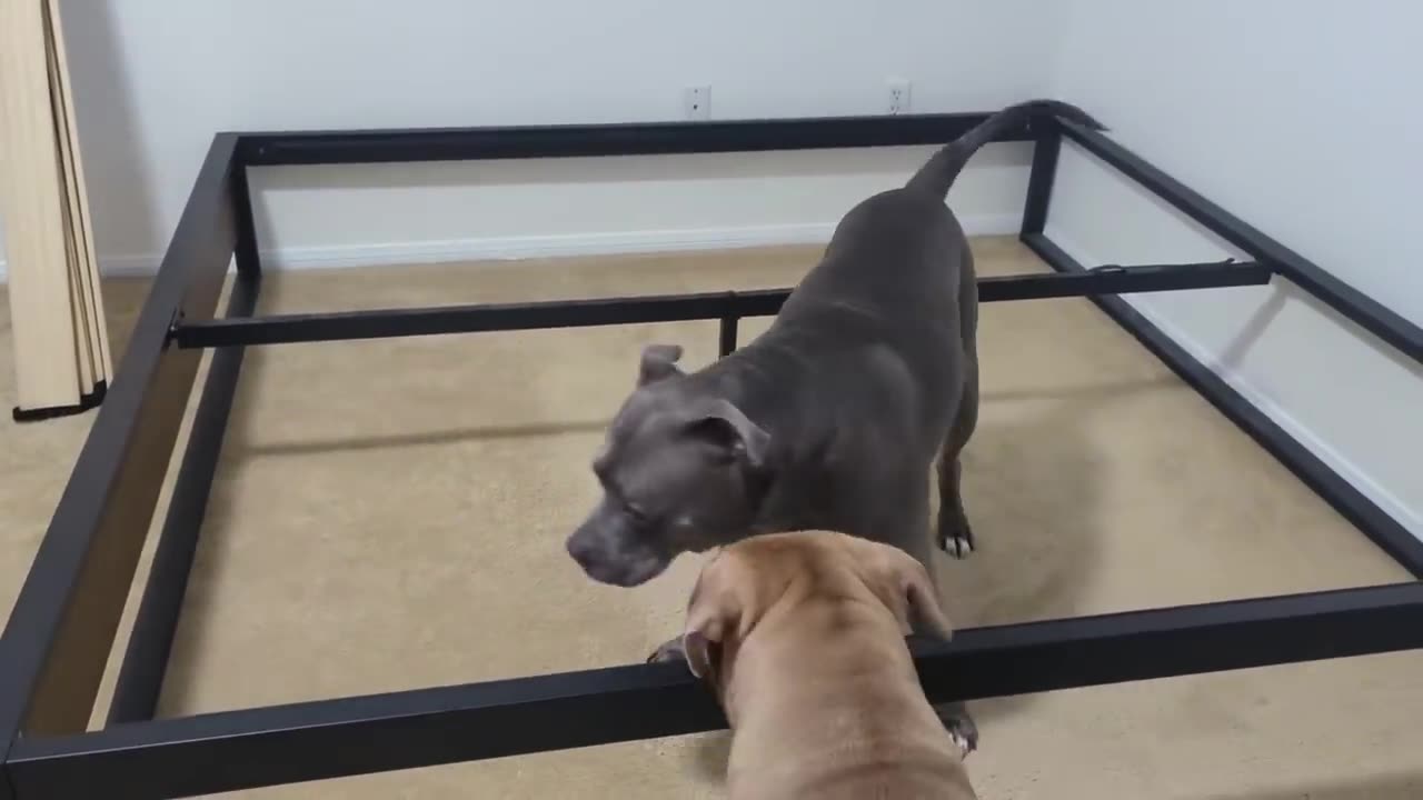 Talking Pitbull Gets Stuck In Bed Frame! His Reaction Is Hilarious!!