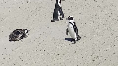 Boulders beach