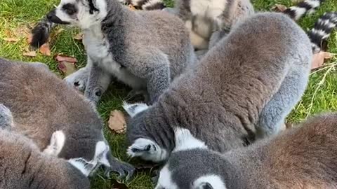 lemurs