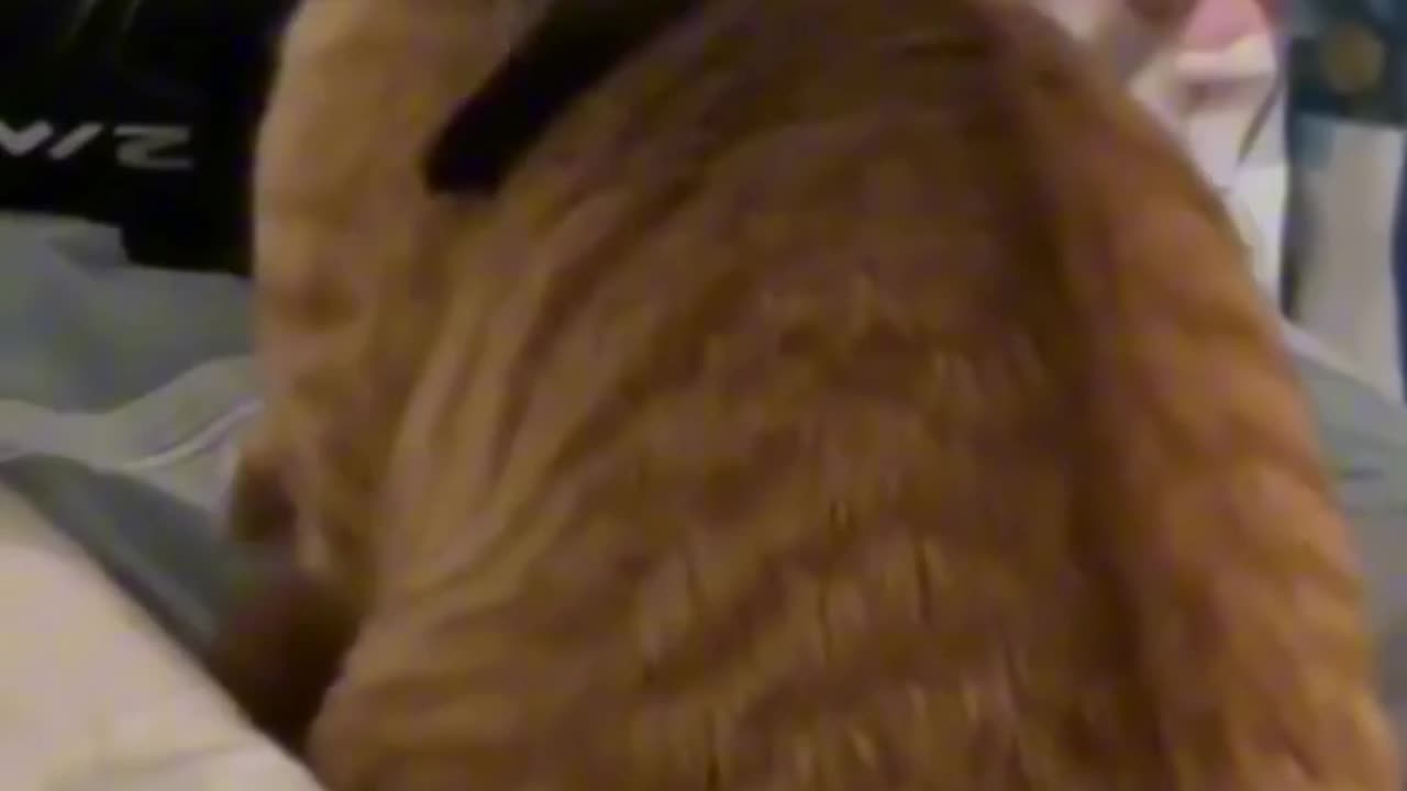 Funniest Animals 2023 ππ Best Cats and Dogs Videos πΆπΈ