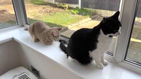 Cat Scolds Kitten For Biting His Tail