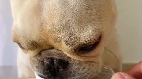 The dog has been eating a diet meal for a week