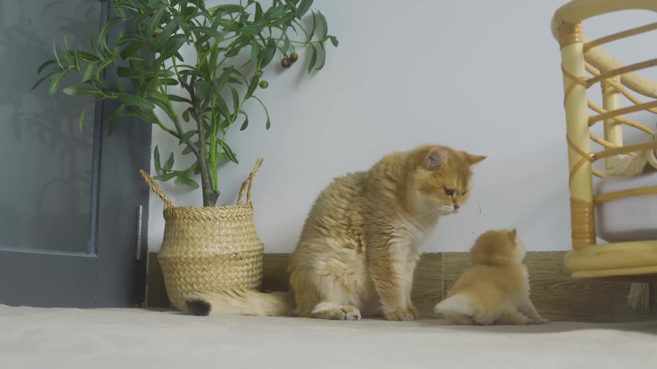 Tiny Kitten Pudding is crying to find mother cat