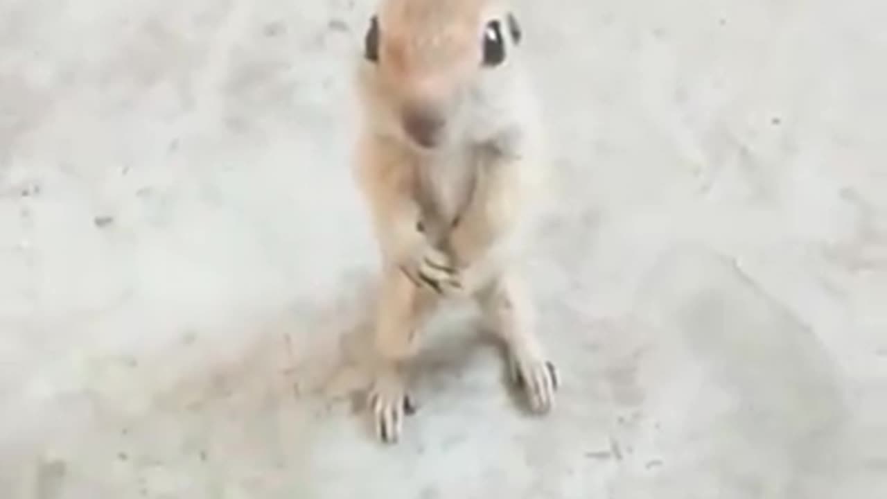 Funny cats and dogs ...funny animal
