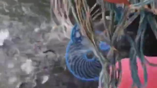 Amazing moment! Amazing cast net fishing