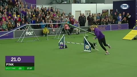 Pink the border collie wins back to back titles at the 2019 WKC Masters Agility FOX SPORTS