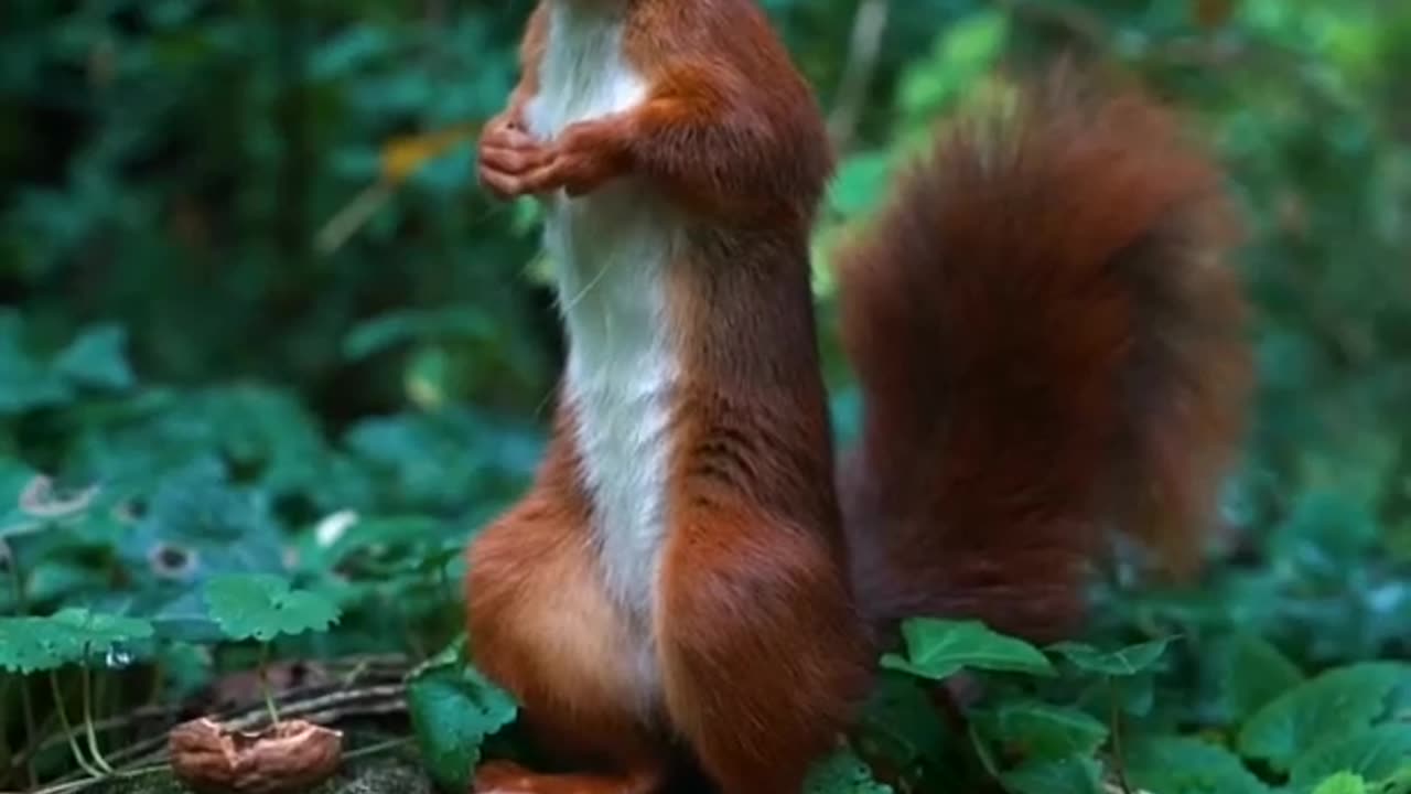 Cute Squirrel