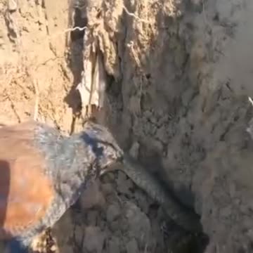 The bird attacks the snake in another 2