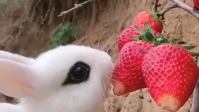 Sweet rabbit 🐰 video