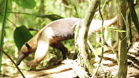 Slow Motion Footage Of A Anteater Going Down From A Branch