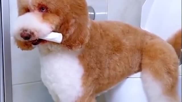 Dog sits on toilet and farts😂😂❤❤✔