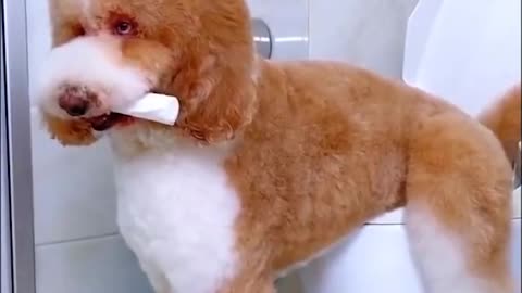 Dog sits on toilet and farts😂😂❤❤✔