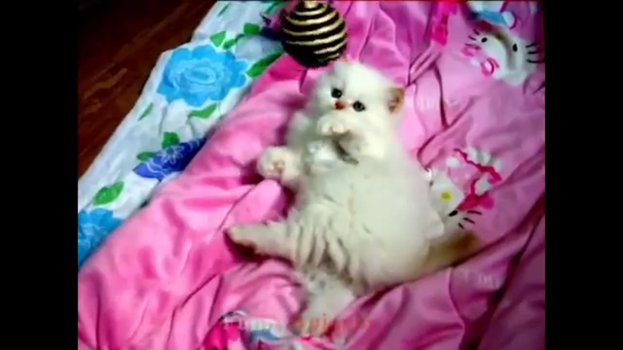 So many cute kittens videos compilation