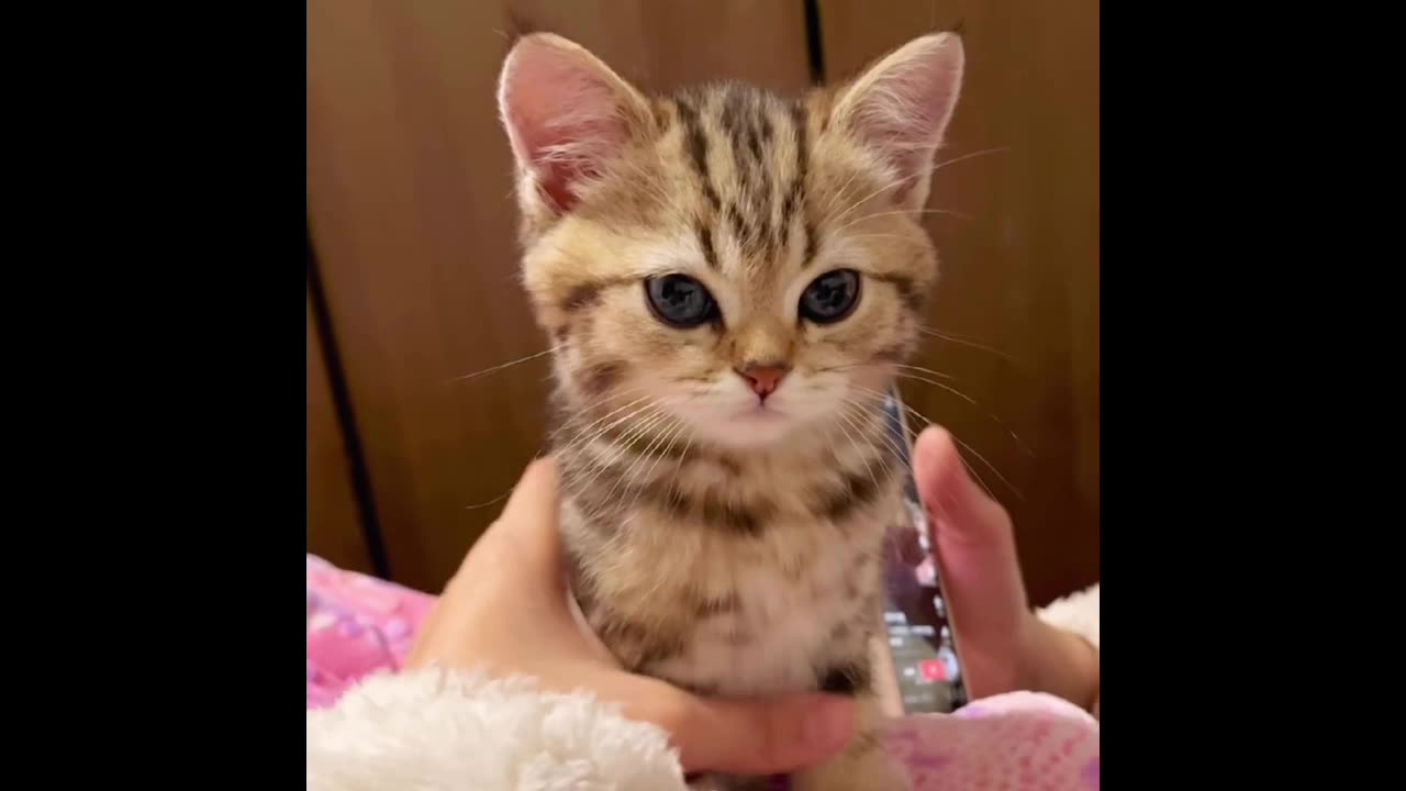 Are there really such adorable kittens in the world?