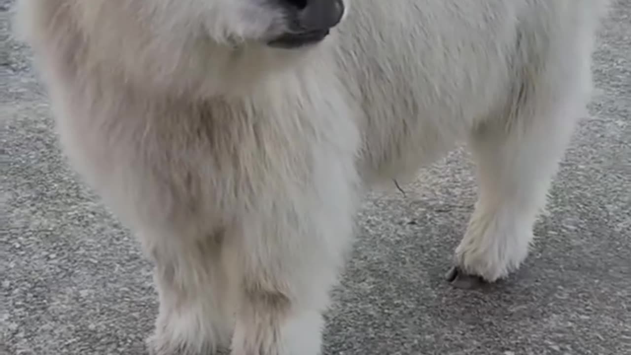 Beautiful calf