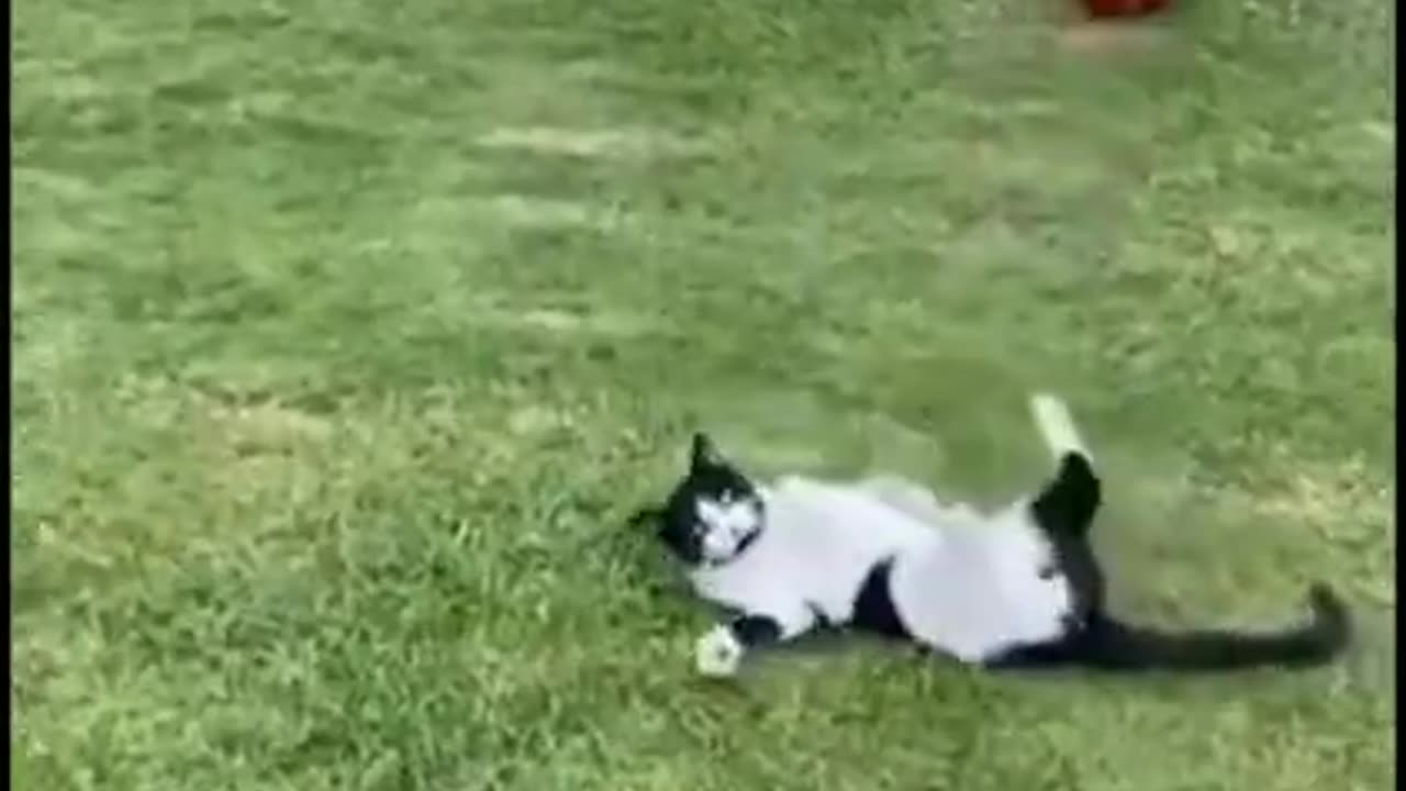 Funny animals