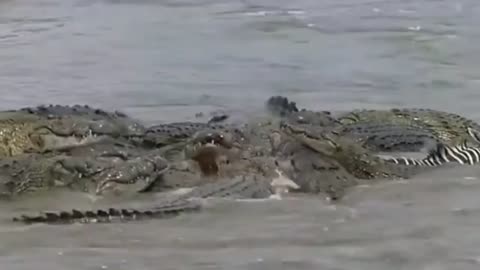 Crocodile 🐊 Attacking and Eating Zebra 🦓