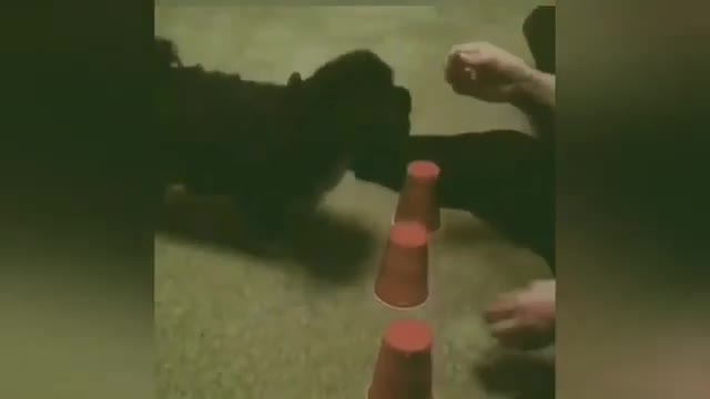 Funny Animals Video, TOP POPULAR FUNNY ANIMAL ViDEOS