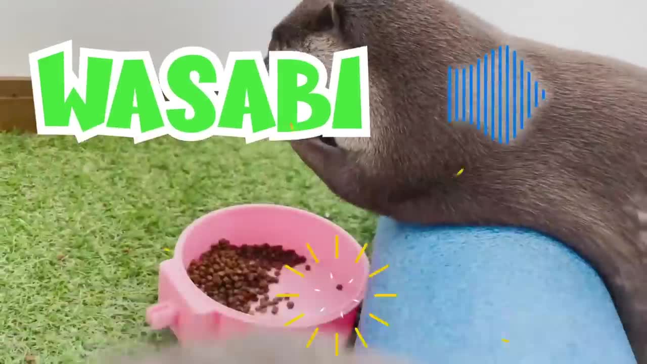 Baby Otter Learns how to Swim and more!