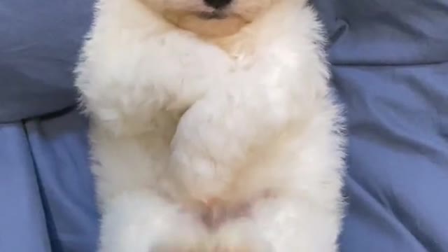 # Bichon Bear # Cute pet at home