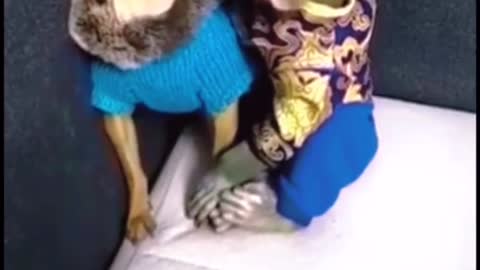 Dog and money funny video