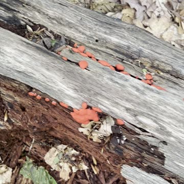 An Ant On a Wood Log
