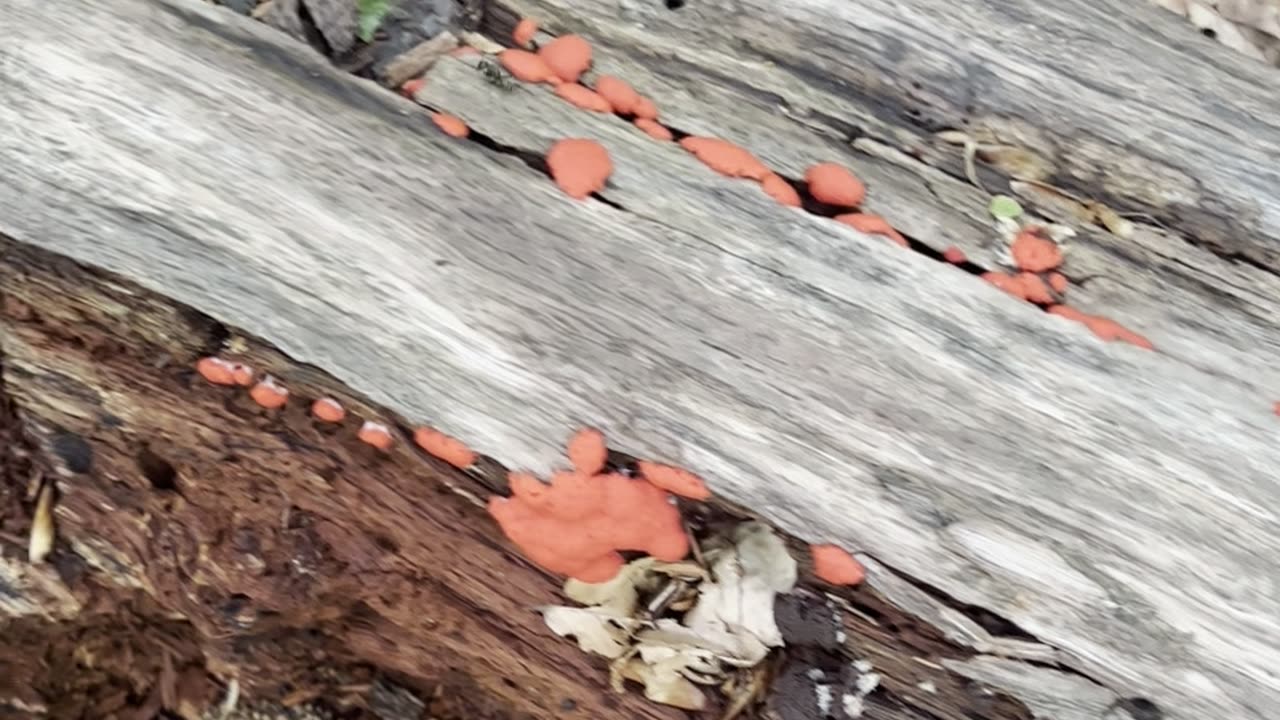 An Ant On a Wood Log