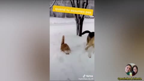 Funny Animal Compilation Bangla