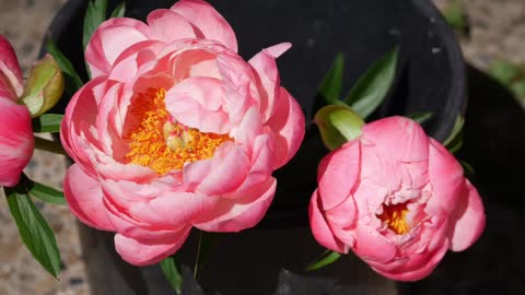 FULL PEONY TOUR: Peony Garden Tour