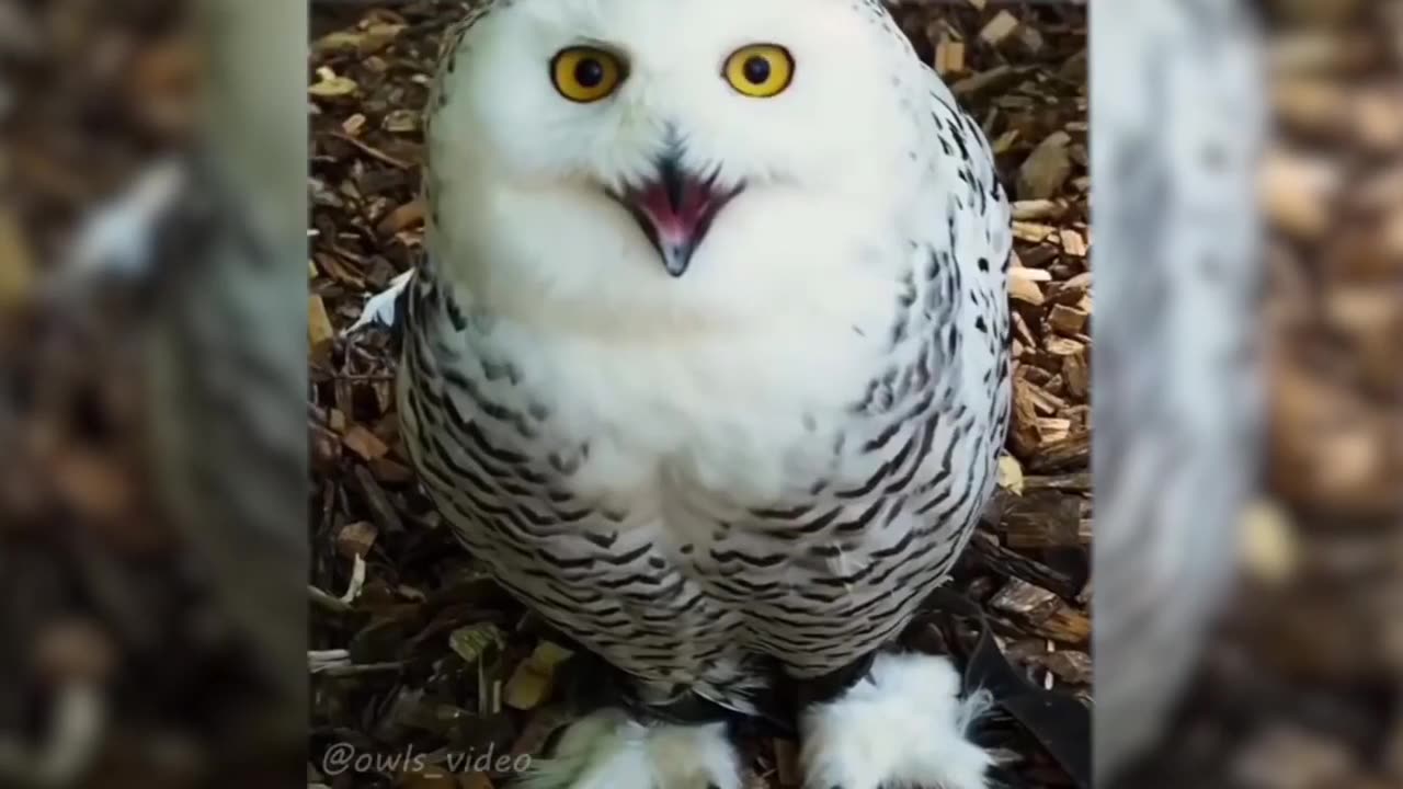 Funny Animals Videos 2023 Best Of The 2023 Funny Animal Videos 😁