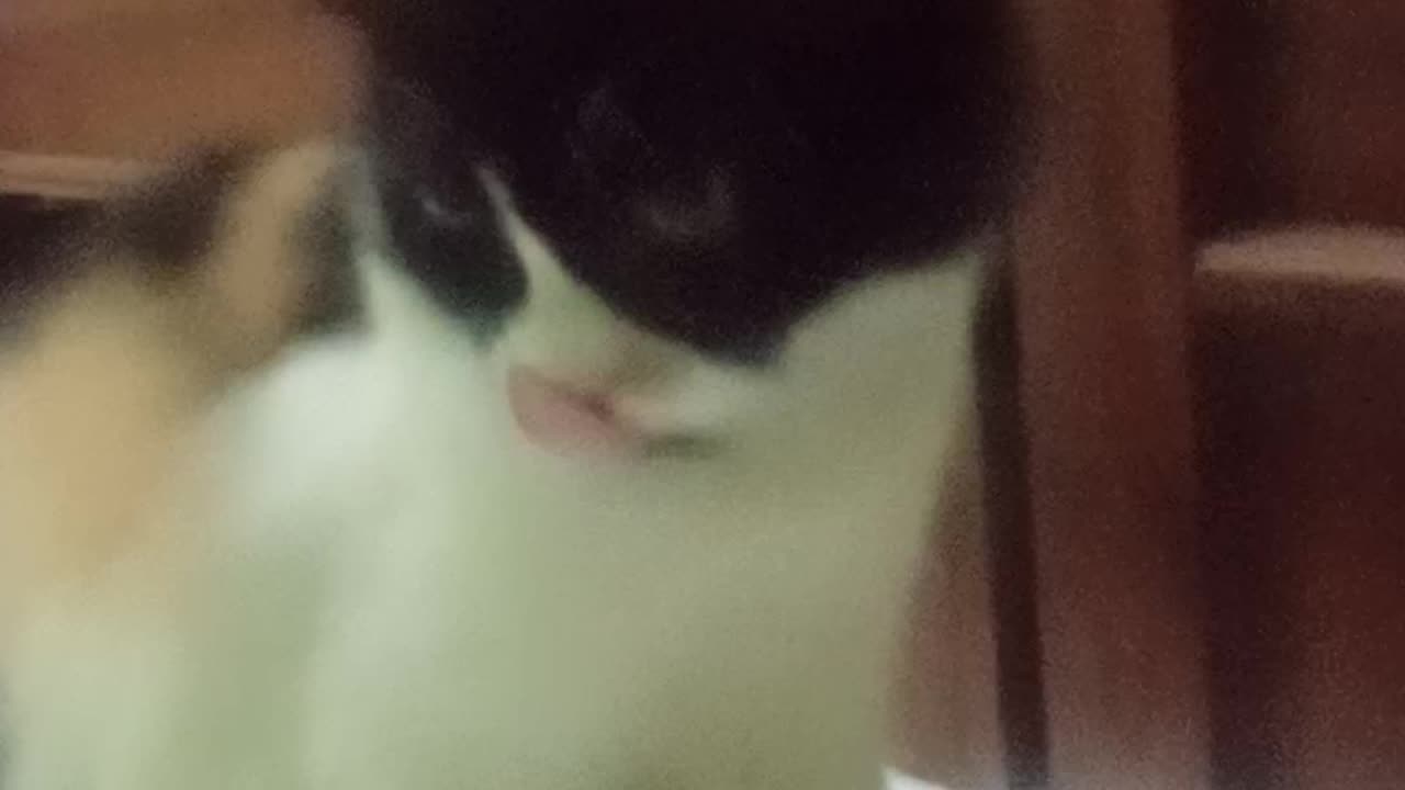 Funny cat