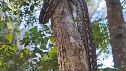 Phyton climbs a tree 🐍