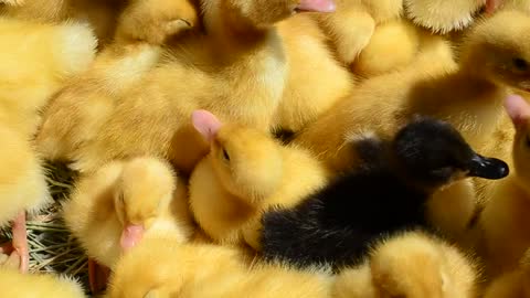 Child birds settling together