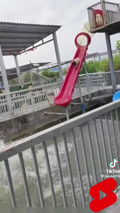 Swimming pigs funny animal