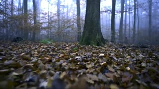 Relaxing Music | Sleeping, Meditation, Stress Relief | [641] ⭐️