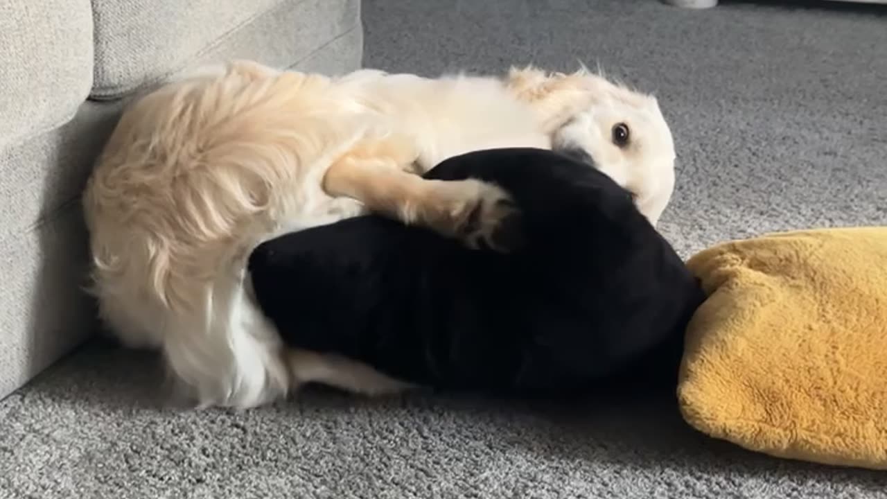 Goofy Golden Retriever Catches His Tail