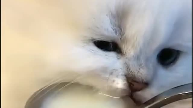 which is a good tail