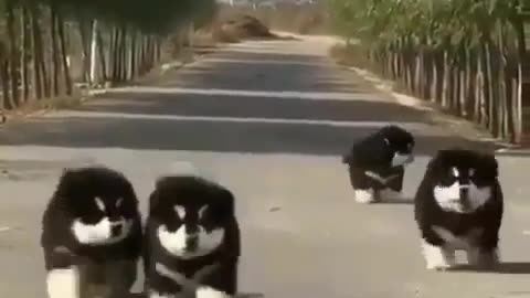 Cute Little Dogs Walking in Streets