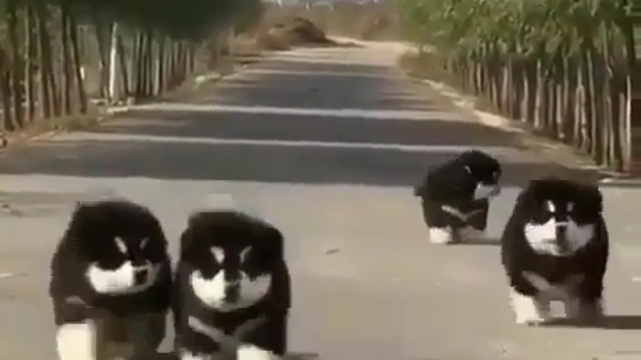 Cute Little Dogs Walking in Streets