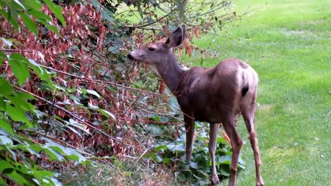 Deer Nature Tree Leaves Green Animal Wildlife