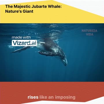 🌊 Witness the Majesty of the Jubarte Whale! 🐋